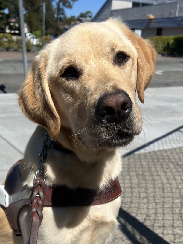 Honor is sitting on the sidewalk. He is wearing his GDB harness and looking into the camera with his head slightly tilted to the side.