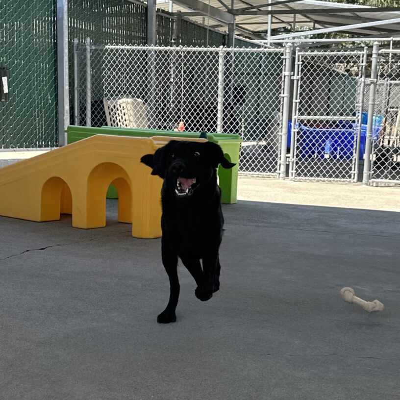 Female black LGX, Tabby, captured mid run during group playtime. Her mouth is open wide as if she is smiling!