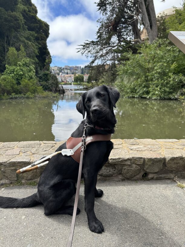 Female black LGX, Tabby, sitting in harness in front of a pond located in SF with colorful houses off in the distance.