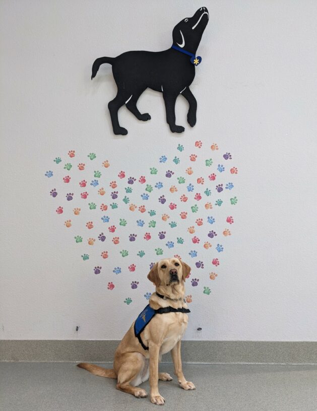 Yellow Lab Jackie is sitting in front of a heart shaped designed wall. She is wearing a blue NICST jacket.