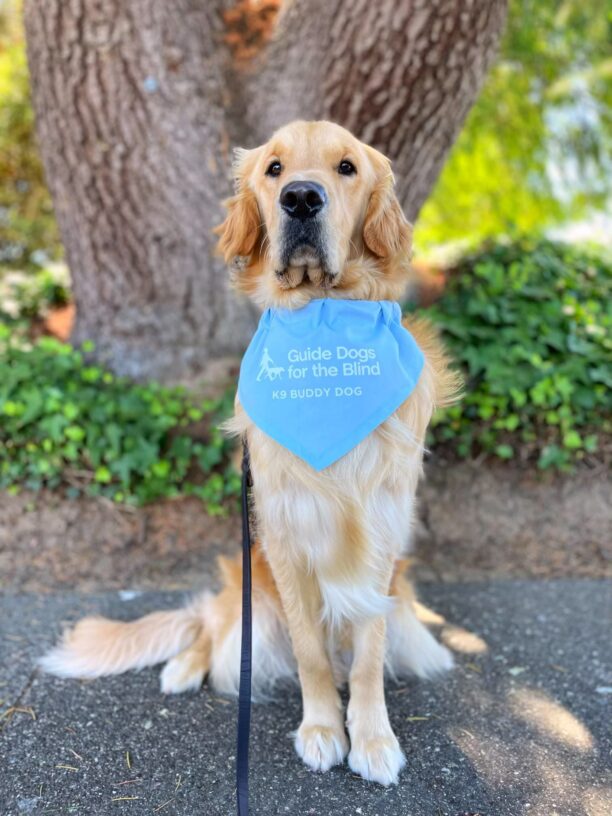 Golden retriever Jake is wearing a light blue scarf that reads Guide Dogs for the Blind K9 Buddy Dog. He is sitting in front of green ivy at the base of a tree.