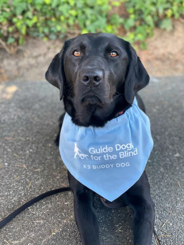 Black lab Lilibet is wearing a light blue scarf that reads Guide Dogs for the Blind K9 Buddy Dog. She is lying on the ground with green ivy behind her.