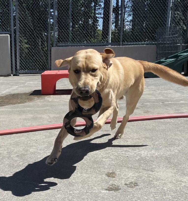 Longan leaps through the air in the community run area. He's holding a figure 8 tug ring in his mouth and his ear fly backwards as he runs.