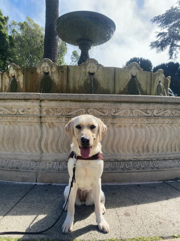 Mahi, a female, yellow lab sits intensely looking at the camera. Her mouth is open and her tongue is out. Behind her is an ornate fountain.