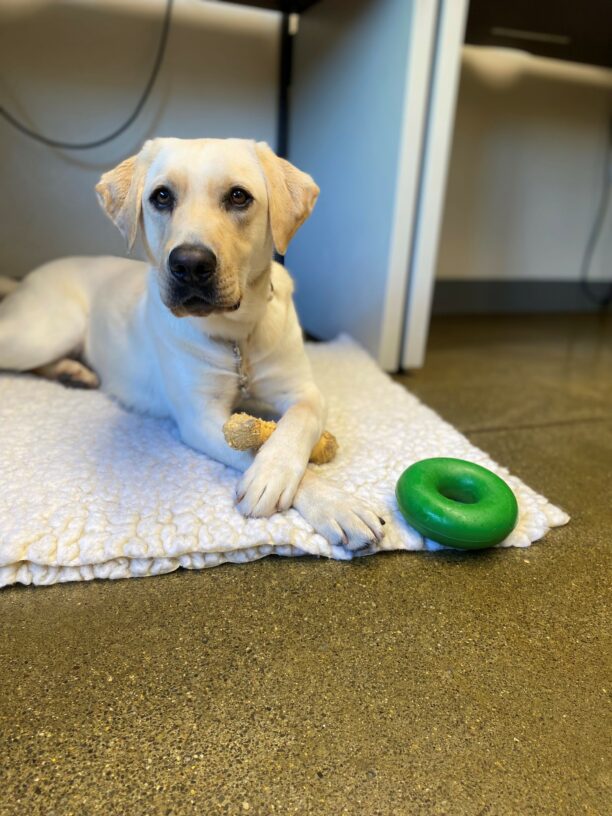 Mahi, a female, yellow lab lays peacefully on 2 fleece mats. Her paws are crossed with a nylabone in between. There is a Go-Nut ring toy beside her. She is looking at the camera.