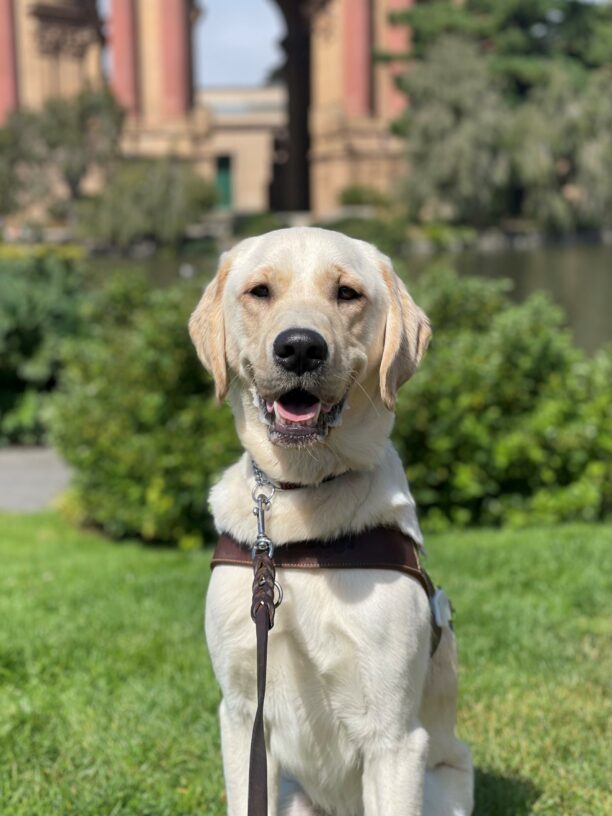 Marley is sitting in harness on the grass at the Palace of Fine Arts. He is facing the camera, smiling with his tongue out. The Palace of Fine Arts is blurred in the background.