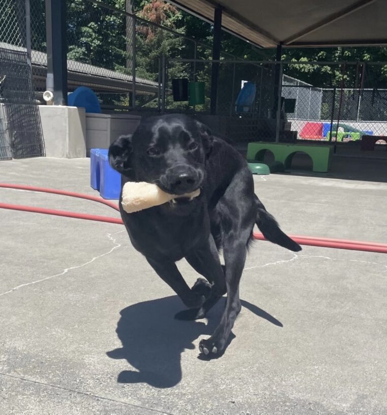 Female Black Lab Nova running toward the camera with a bone in her mouth.