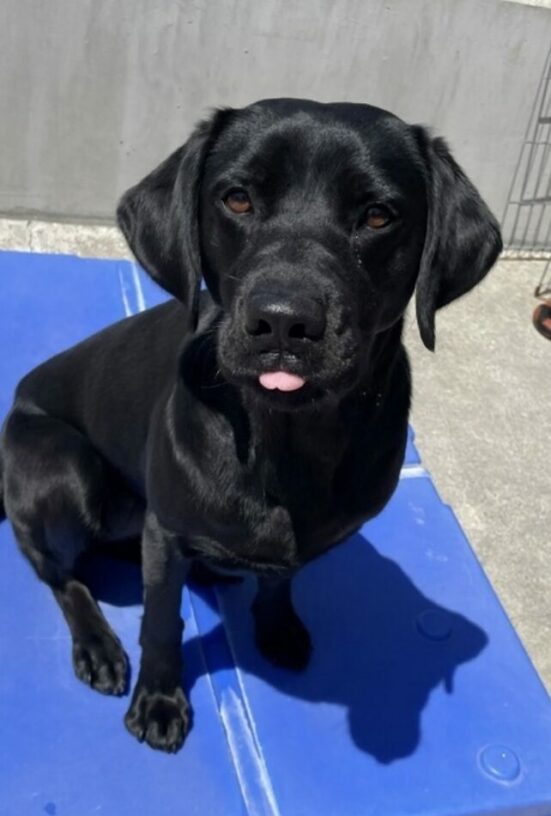 Female Black Lab Nova sitting on a blue platform while sticking out her tongue and looking into the camera.