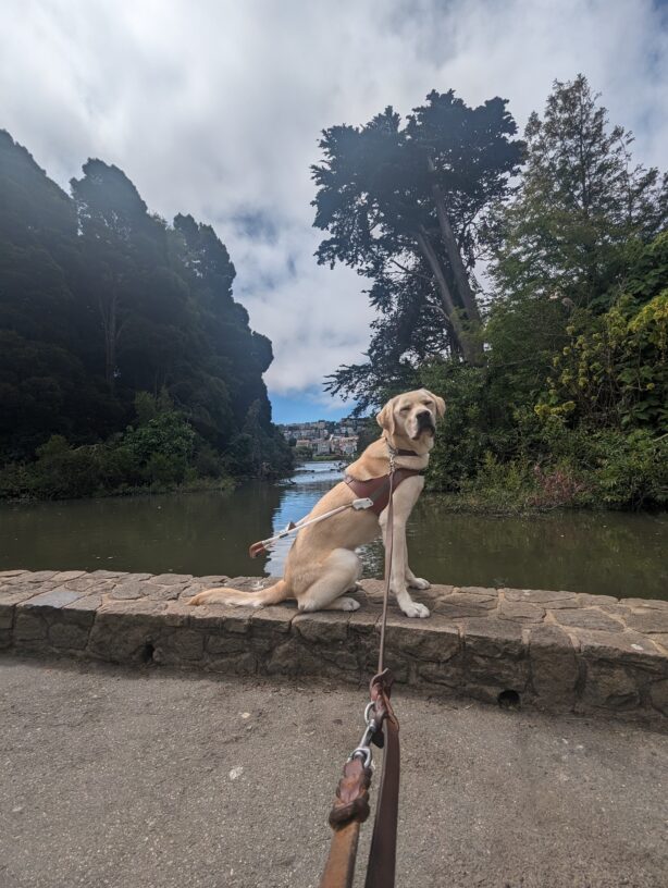 Male Yellow Lab Reno sit in harness on a ledge looking at the camera while squinting. In the background there is a big pond with lots of vegetation.