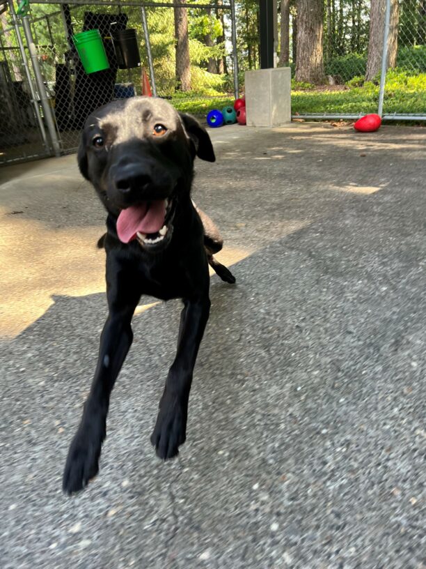Skywalker is excitedly running towards the camera. He looks very happy and has a big smile.