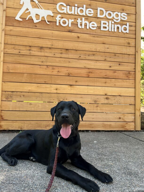 Skywalker, a male back lab, is laying down posing in front of a GDB sign on the Oregon campus!