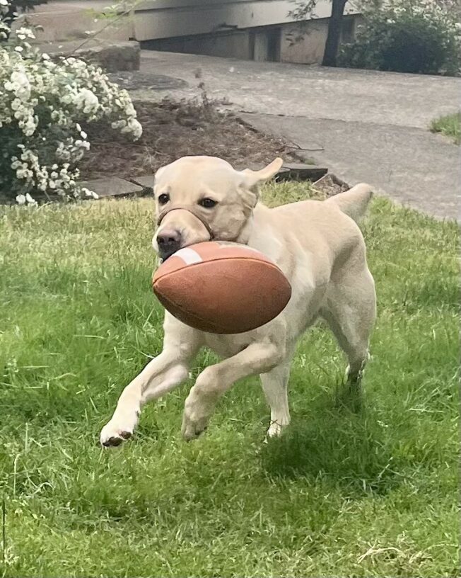 Yellow Lab Venus running in a grass yard with a football in her mouth.
