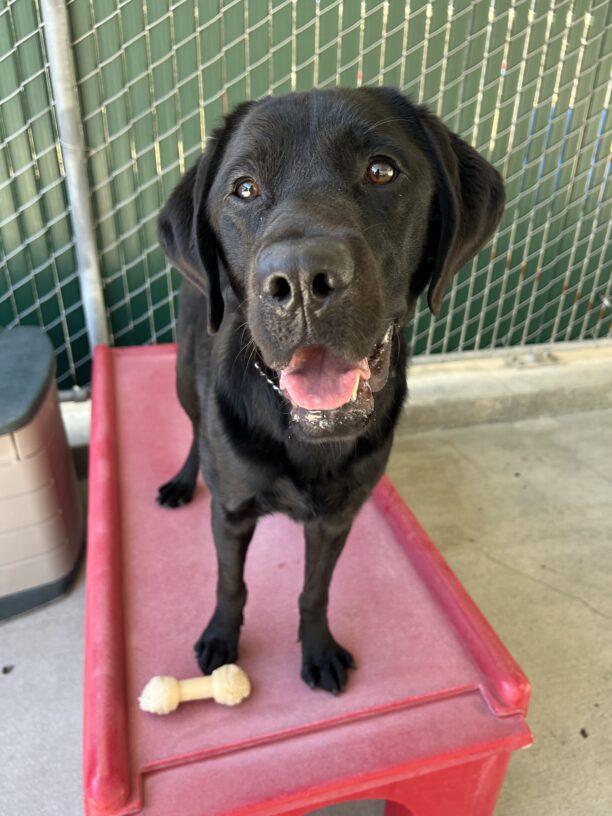 Walter is standing on a red, plastic play structure. There is a tan bones at his feet. He is looking into the camera with an expression that looks like a smile.