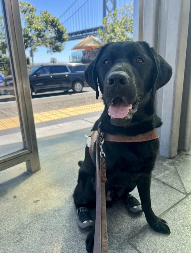 Walter is sitting on a train platform. Behind him is the San Francisco-Oakland Bay Bridge. He is wearing his GDB harness and grey booties on his back paws.