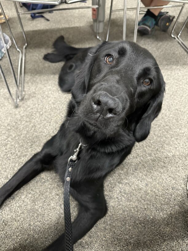 A handsome male black lab/golden cross is laying down and looking at the camera. He has a few yellow pieces of dog hair on his nose and head from laying completely down on the carpet.
