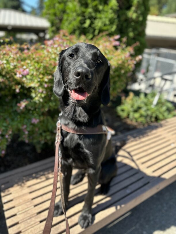 Wharf, a male black lab/golden cross, is sitting on a brown bench looking towards the camera. He is proudly wearing his guide dog harness.