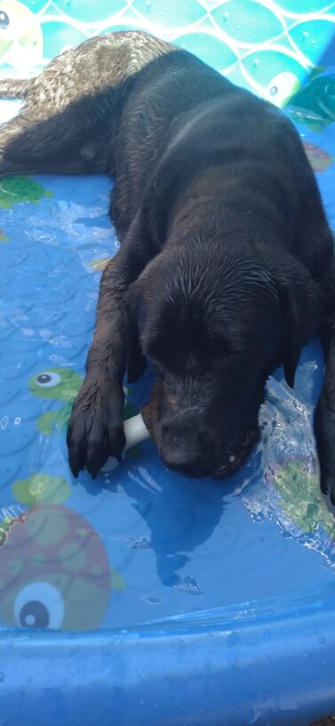 Black Labrador Woody refreshes himself in a blue kiddie pool, filled with shallow water, enjoying chewing on his nylabone. Woody loves the water!