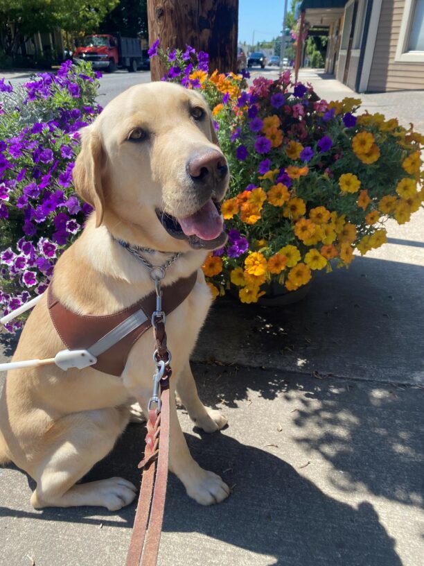 Adam, a yellow lab, sits on a sidewalk wearing a guide dog harness. His mouth is open and he has a relaxed and happy look on his face. Behind him is a large flower pot filled with colorful blooming flowers, a telephone pole, and store fronts.