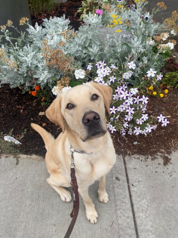 Adam, a yellow lab, sits in front of a colorful flower garden along a sidewalk. He is looking up at the camera with a relaxed look on his face wearing a collar and leash.