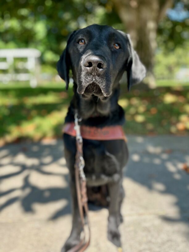 Bruno sits in harness in front of a green lawn with trees in the background. He has a calm look on his face and he is dappled in sunlight coming through the trees.