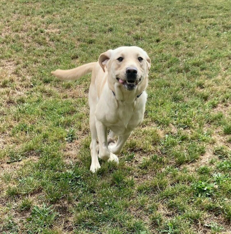 Yellow lab, Jasmine, runs in a grassy area. Both front feet are in the air, tucked under her belly, getting ready for a big leap. Her ears are flying backwards, and her tongue peeks out the side of her mouth.