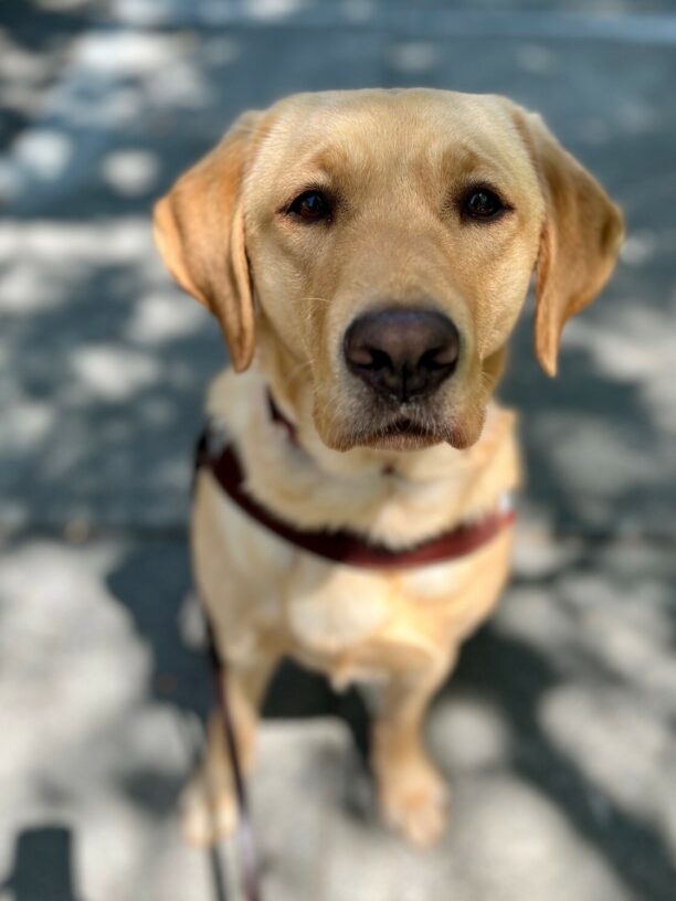 A close-up shot of Maggie sitting, wearing her guide dog harness, and gazing up at the camera with soft, soulful eyes.