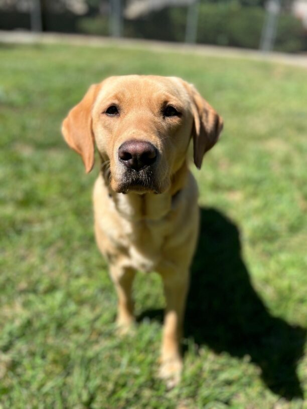 Maggie is in a grassy play yard, walking towards the camera with an intent look on her face, ready to play!