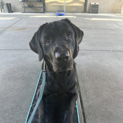 Norway, a big black lab is laying on a teal platform utilized in training. He is looking up at the camera with giant, adorable puppy dog eyes.