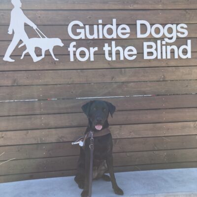 Camo sits in front of a wooden sign that reads "Guide Dogs for the Blind". She is in harness with her tongue hanging out and smiling at the camera.