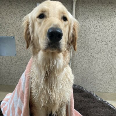 Candy sits on a dog bed, looking at the camera. Her coat is wet and there is a striped towel placed over her back. She just had a bath.
