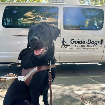 Chance, a black lab male, is wearing his guide dog harness and sitting in front of a Guide Dogs for the Blind van. He is looking off to the side of the camera.