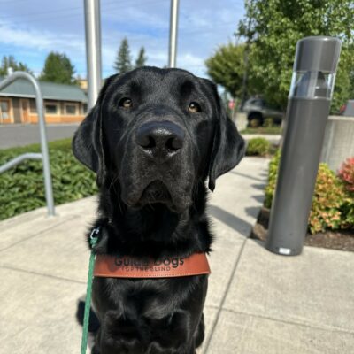 A handsome male black lab, Komodo, sits on a cement sidewalk. He is facing the camera and is wearing his brown guide dog harness. There is greenery behind him and the sky is light blue and partly cloudy.