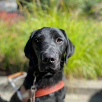 Augie sits in front of green grasses in his guide dog harness. His ears are perked as he focuses on his handler.