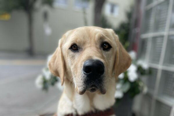 Kahuna, a male yellow Labrador retriever, sits in his guide dog harness in front of a pot full of white flowers on the sidewalk.