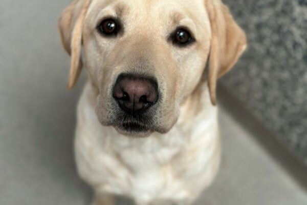 A portrait of Bermuda, a petite female yellow Labrador Retriever, looking up at the camera. She is sitting and in the background there is a blue/gray floor and wall.