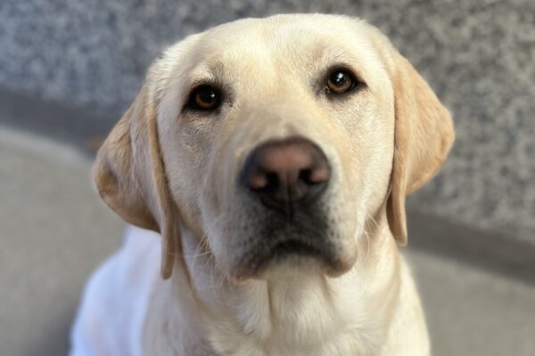 yellow lab, Prelude, looks up at the camera sweetly in a portrait style picture