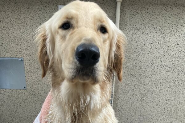 Candy sits on a dog bed, looking at the camera. Her coat is wet and there is a striped towel placed over her back. She just had a bath.