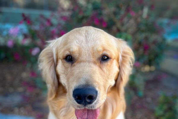 Fluffy boy Chipper sits on a shady pathway with his pink tongue sticking out and pink flowery bushes in the background.