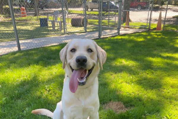 Frodo, a large, handsome yellow lab is sitting with his large tongue hanging out the side of his mouth after a great zoom session in one of the grassy areas on the Oregon campus.
