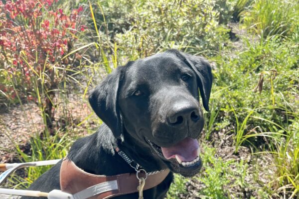 Haiku sits on a bench in front of some green foliage wearing her brown leather harness, while smiling up to the camera with her mouth open.