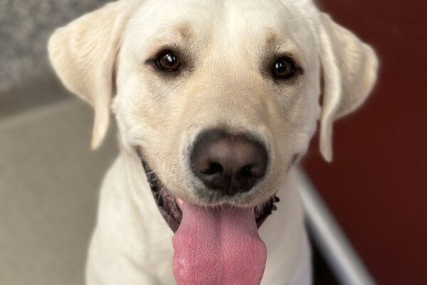 Yellow lab, Trevor, sitting proper and looking up at the camera with a big smile and his tongue out