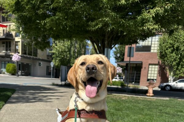 An adorable female yellow lab, Manzanita, is sitting proudly on a cement sidewalk. She is wearing her brown guide dog harness and is smiling. There are trees and buildings in the background.