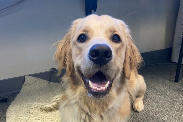 Mister, a yellow long coated lab/golden cross smiles at the camera. He is laying down on a fleece pad on tie down in an office setting with a Nylabone next to him.
