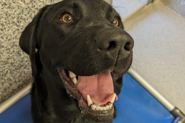 A female black lab sits on a blue karunda bed in the kennels. She is looking up just to the right of the camera with her mouth open in a big smile. The kennel door can be seen in the background.