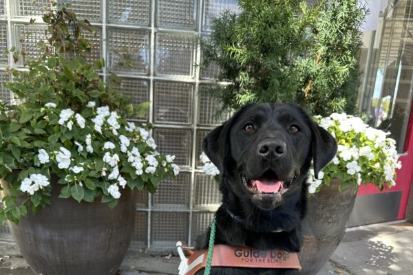 Porsche, a female black lab, is sitting on a cement sidewalk in front of two flower pots with white flowers in them. Behind the pots is a tiled glass wall. Porsche is smiling and looking at the camera.