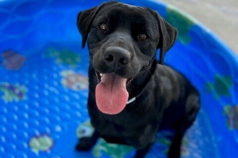 Sabine sits in a small pool in the community run. She looking at the camera with her tongue out.
