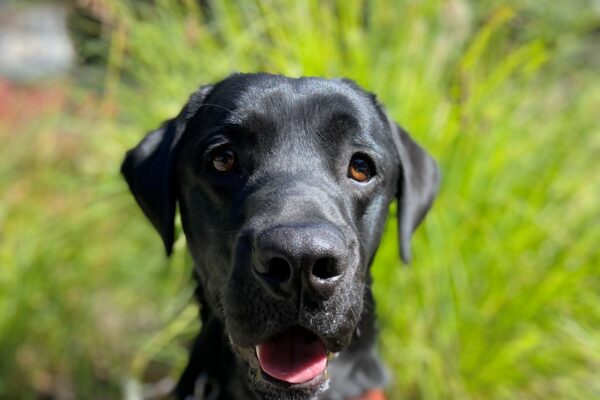 Sulu sits in front of green bushy grasses in his guide dog harness. He is focused on his handler with his mouth slightly open and pink tongue showing.