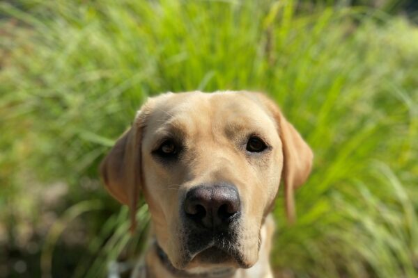 Talina sits in front of some green, bushy grasses in her guide dog harness. She is very focused as she looks on at her hander.