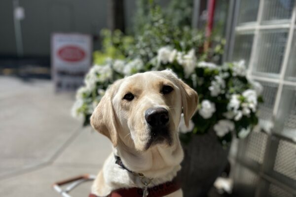 Volley, a female yellow Labrador retriever, sits in her guide dog harness on the sidewalk in front of a pot full of white flowers.