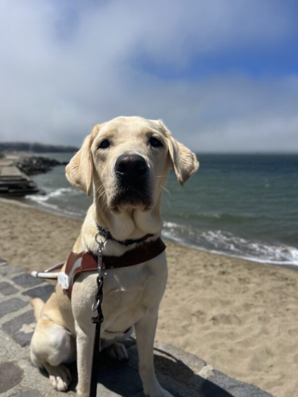 <p>Lantern is sitting on a brick wall while wearing his harness. Behind him the San Francisco Bay is visible and there is a small beach with tan sand. The sky light blue with a patch of fog.</p>